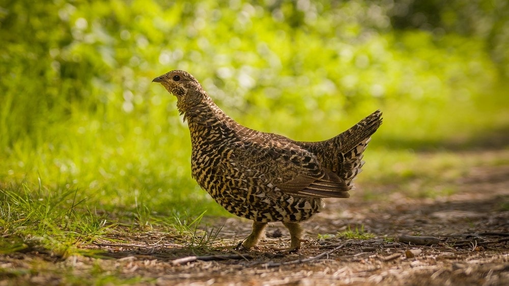 a grouse walking 