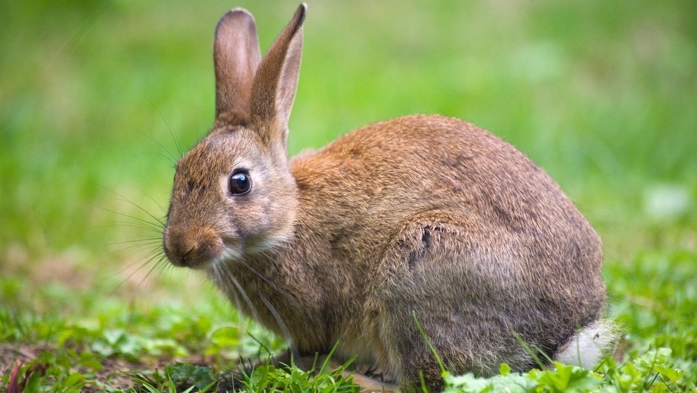 a rabbit looking at camera 