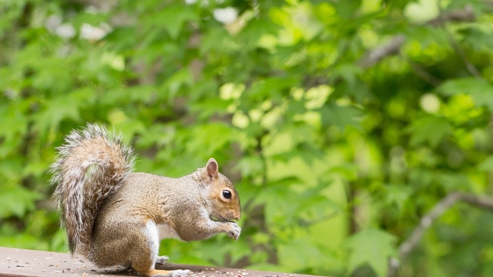 a squirrel eating