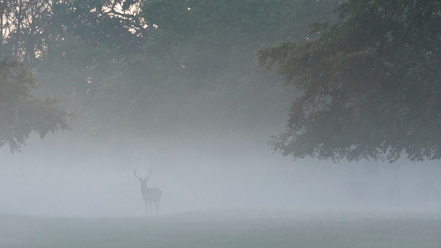 a picture of a deer in the fog