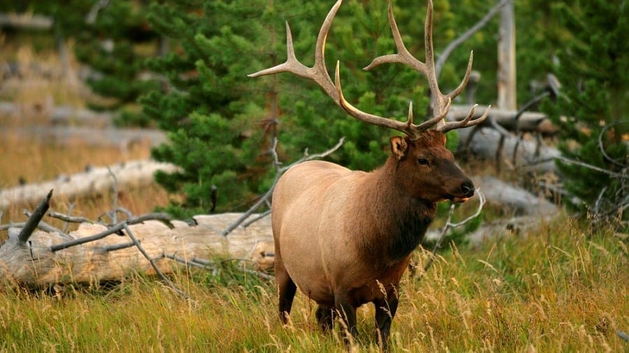 a majestic Bull Elk out in the open with trees in the background