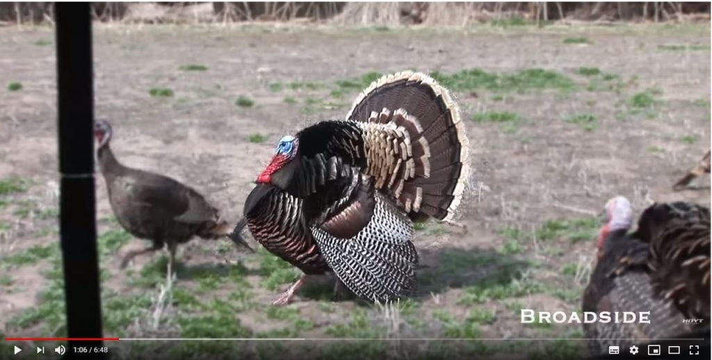 a turkey in sideview