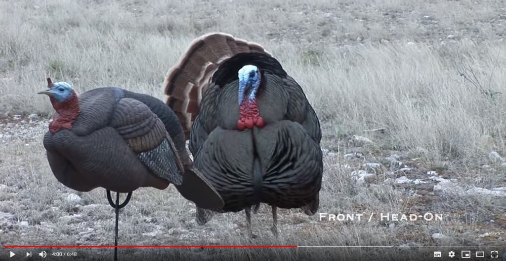 a turkey facing camera 