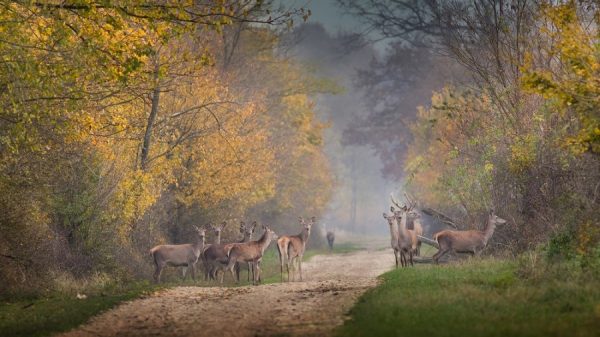 Best Cameras For Filming Your Hunting Adventures 2024 - BowAddicted