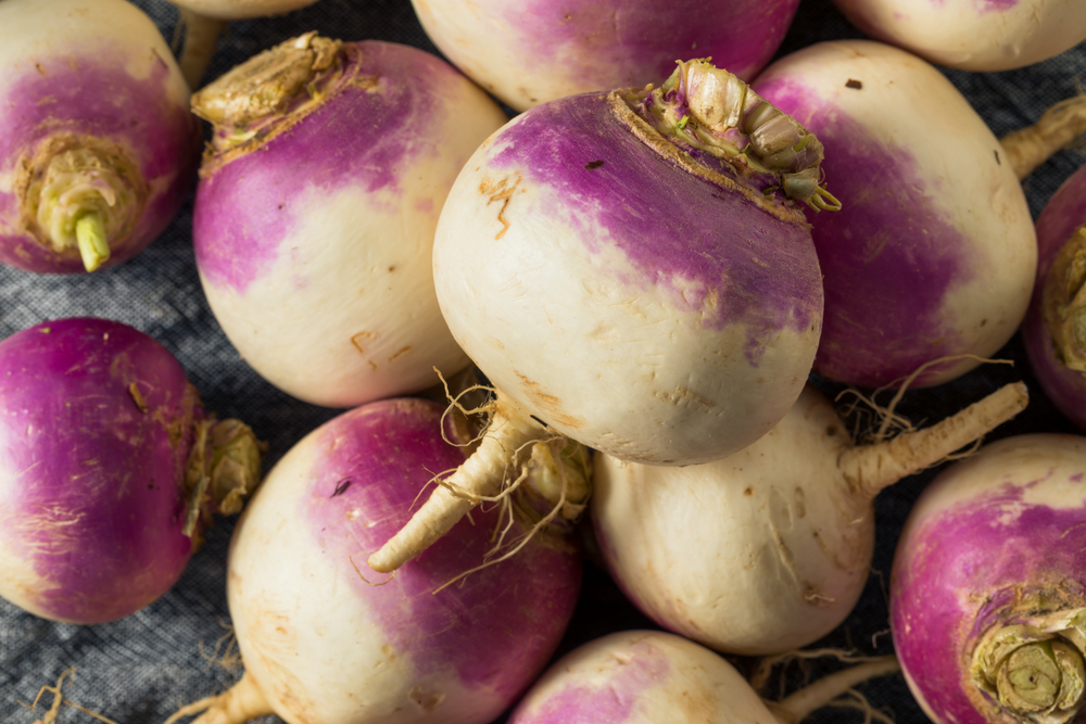 purple top turnips for deer 