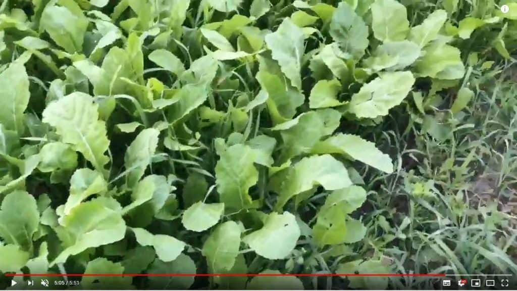 turnips just growing 