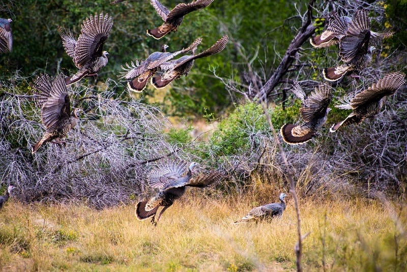 turkeys flying away 