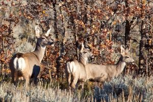 Unlocking Whitetail Success: Mastering Top Public Land Hunting Tactics
