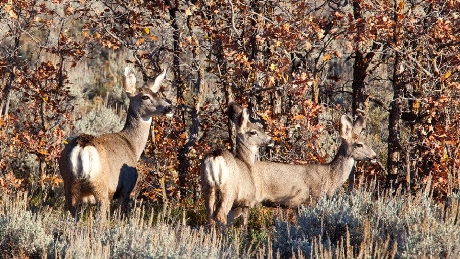 Deer in a group in front of bushes