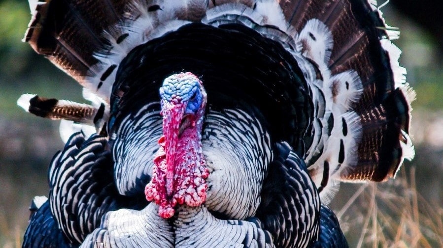 picture of a wild turkey