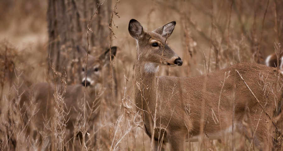 Two white tailed deer standing alert in the woods.