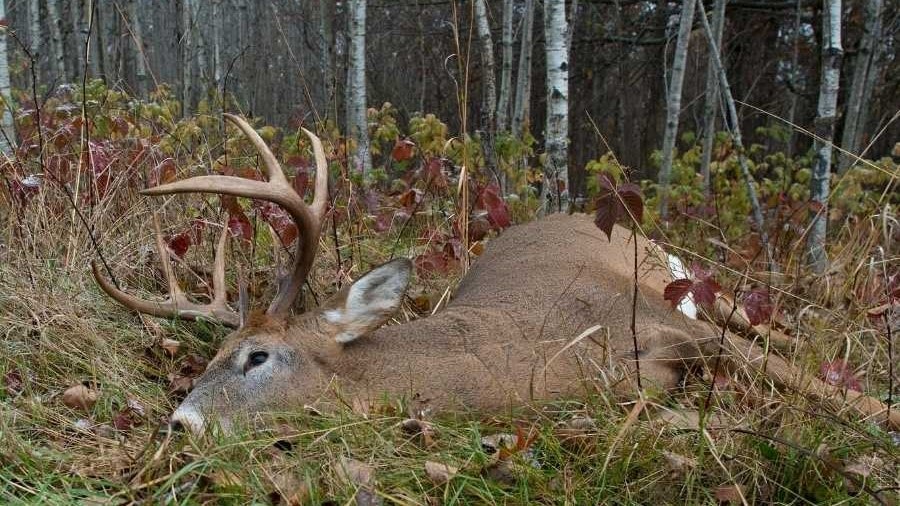 a deer harvested with a bow lies in the woods