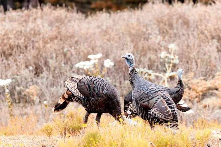 Tips For Turkey Hunting In The Rain BowAddicted
