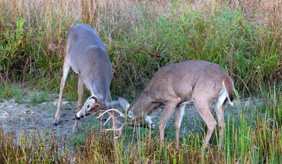 two bucks fighting during the rut 