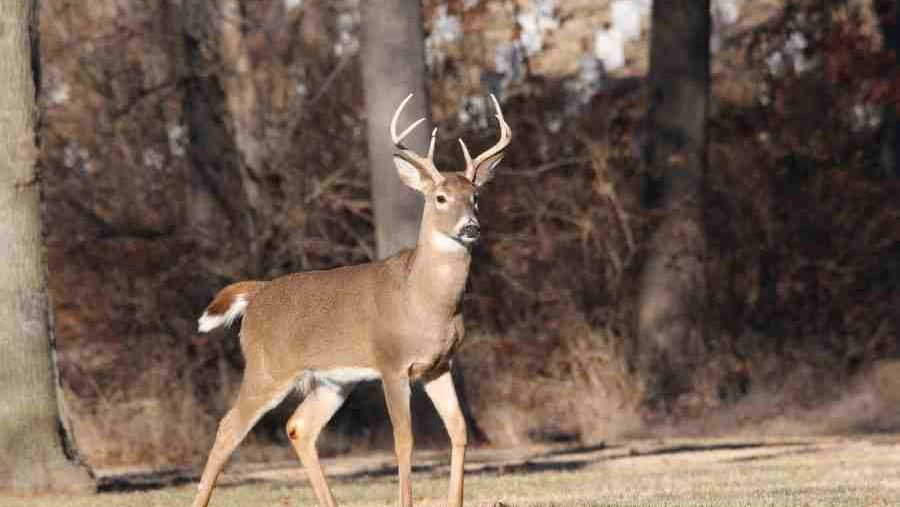 The Best Deer Scent Attractant BowAddicted