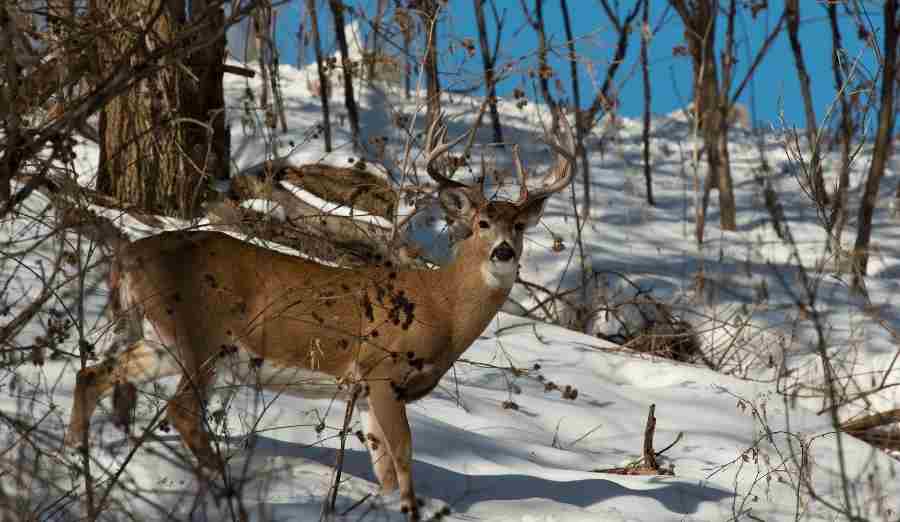 deer in the snow watching 