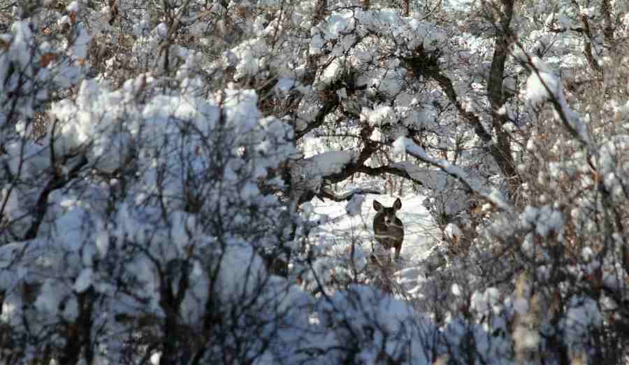 deer in the snow behind brushes 