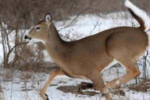 Expert Strategies for Tracking a Buck and Doe Duo in Rut Season