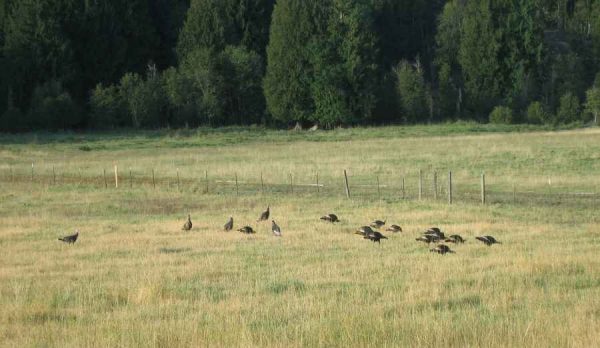 wild turkey flocks