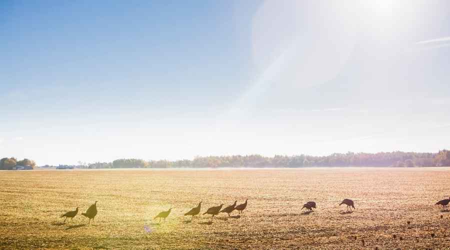a flock of turkeys on a field