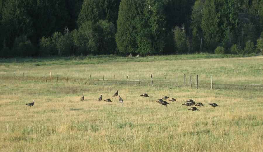 a flock of turkeys or a group of turkeys