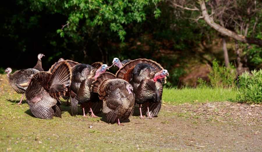 a gang of young male turkeys showing off