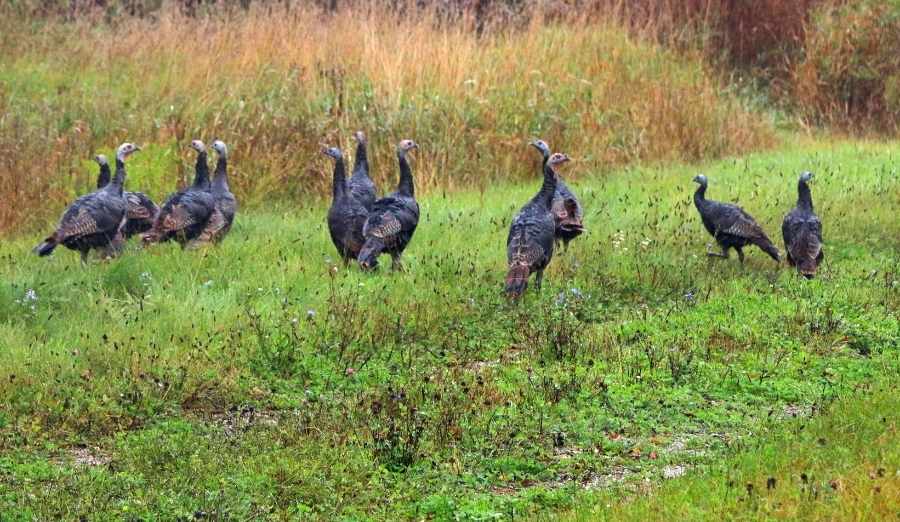 a group of wild turkeys on a meadow