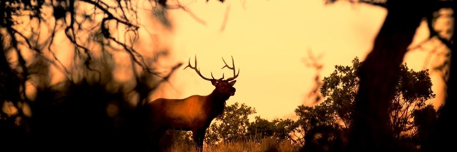 elk in the evening sun