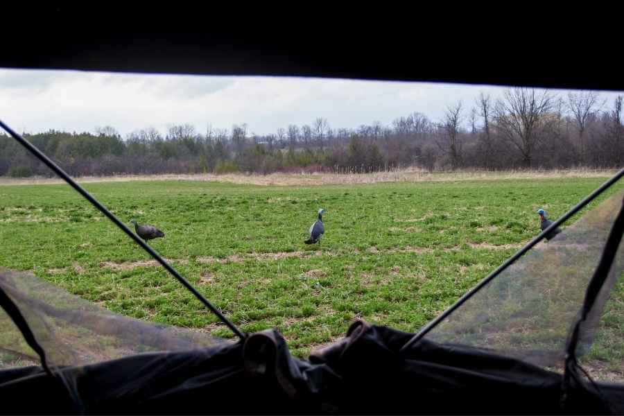 turkey hunting from a blind