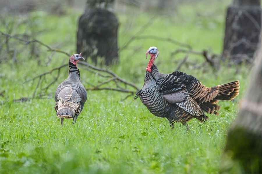 two turkey on a meadow