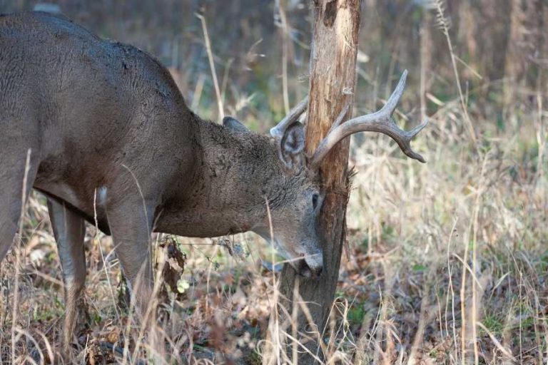 How To Read Buck Rubs BowAddicted
