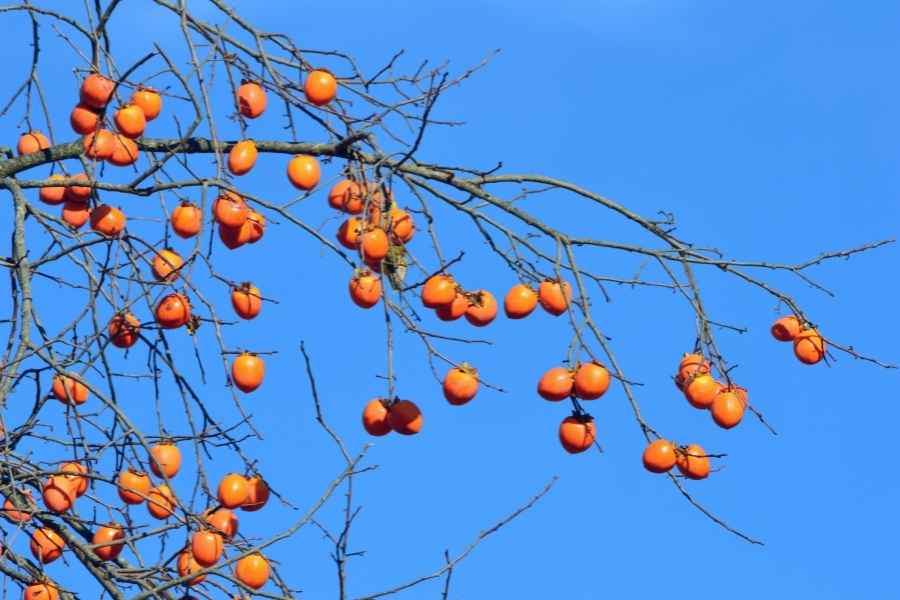persimmon tree with fruits