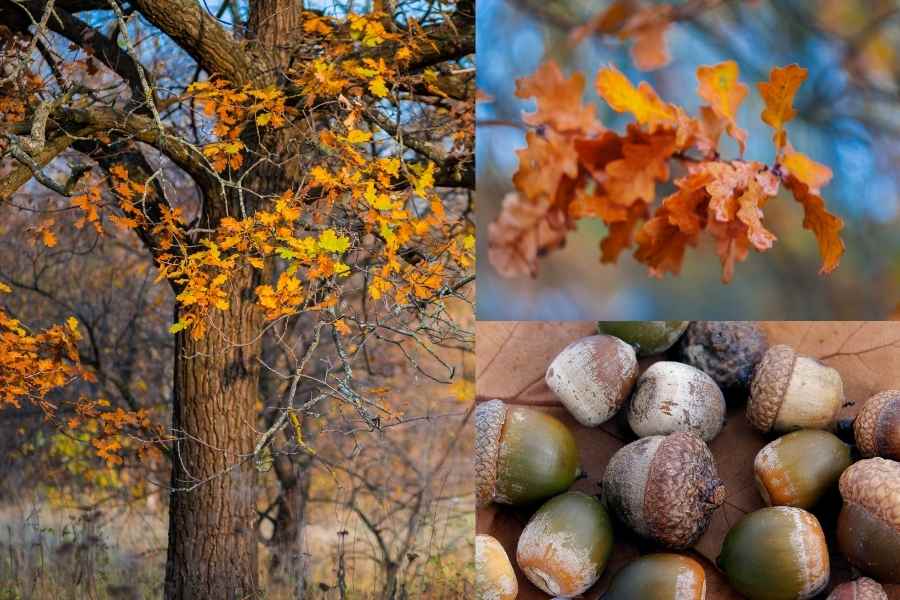 red oak tree and acorns, leafes
