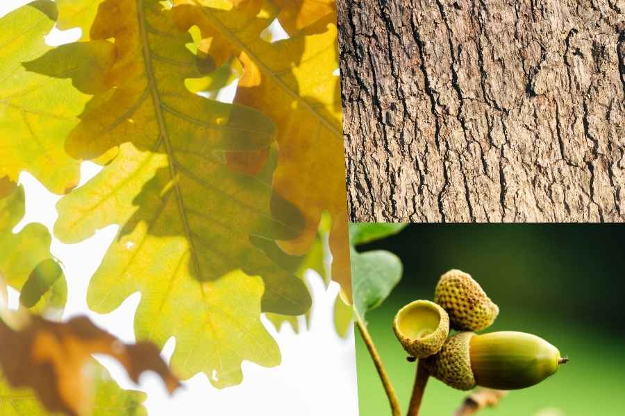 white oak leaves bark acorn