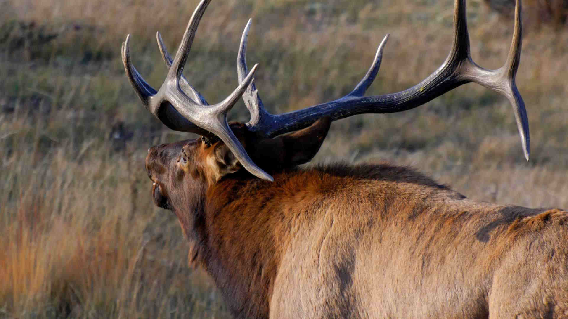 a bull elk crossing a river_2