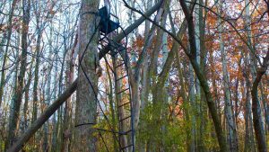 hunting land and a ladder treestand (2)