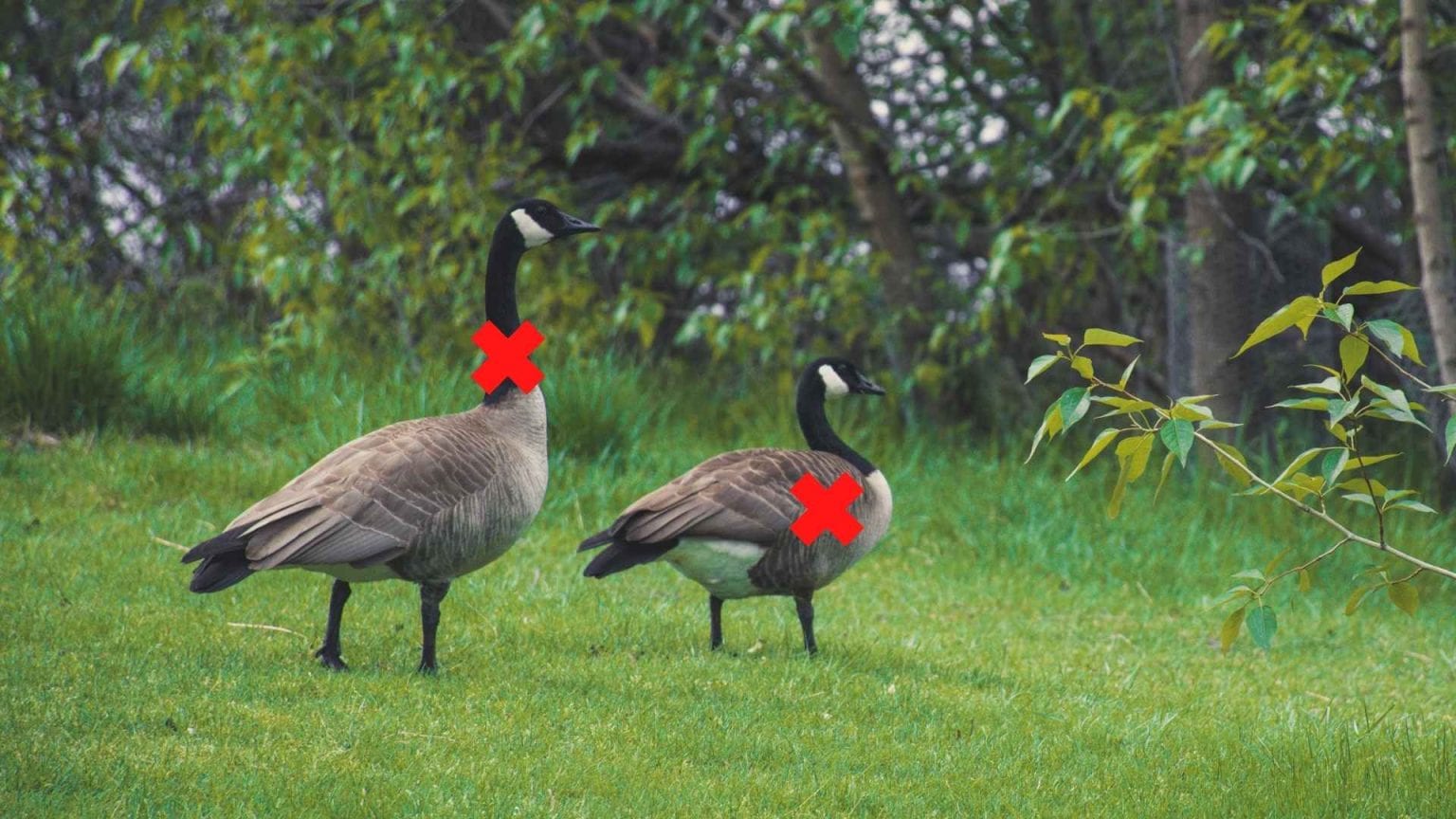 Where to Shoot a Goose With a Bow BowAddicted