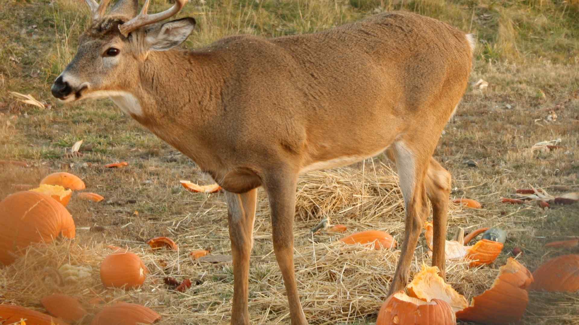 a deer standing in a field of pumpkins