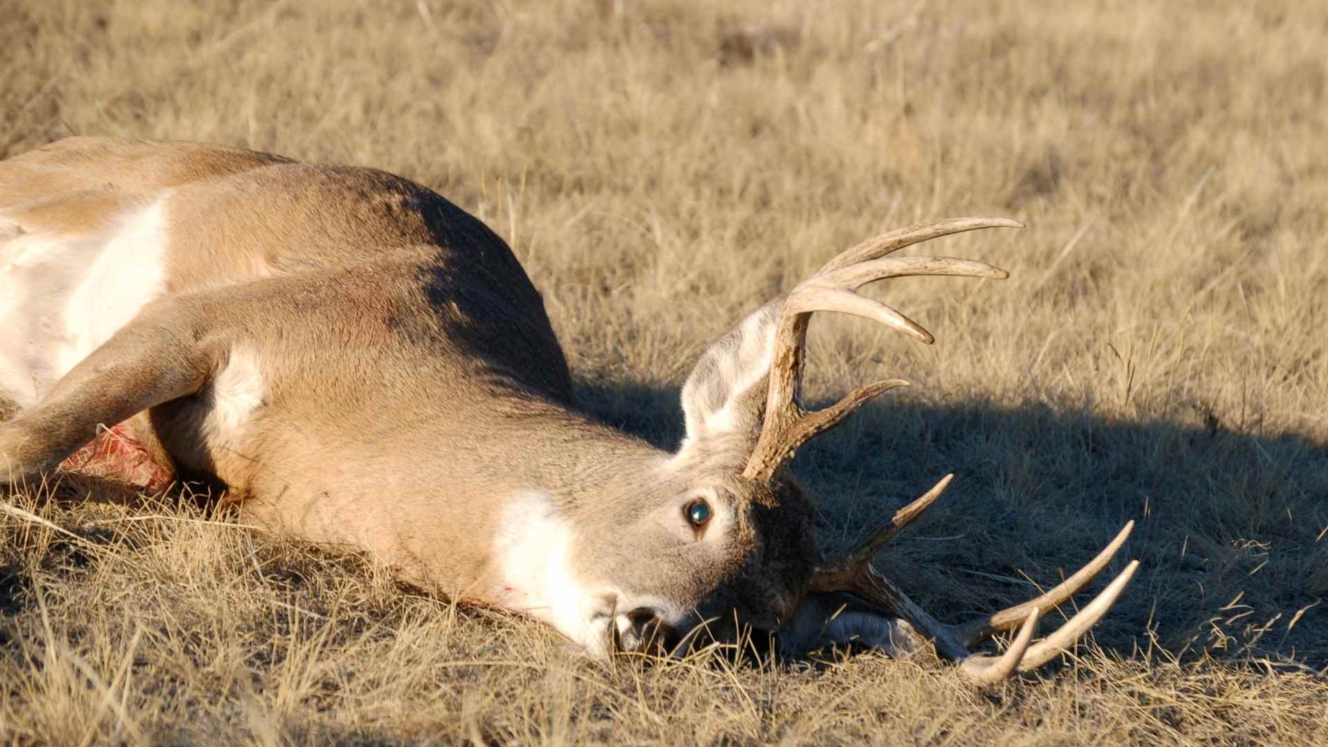 deer harvested