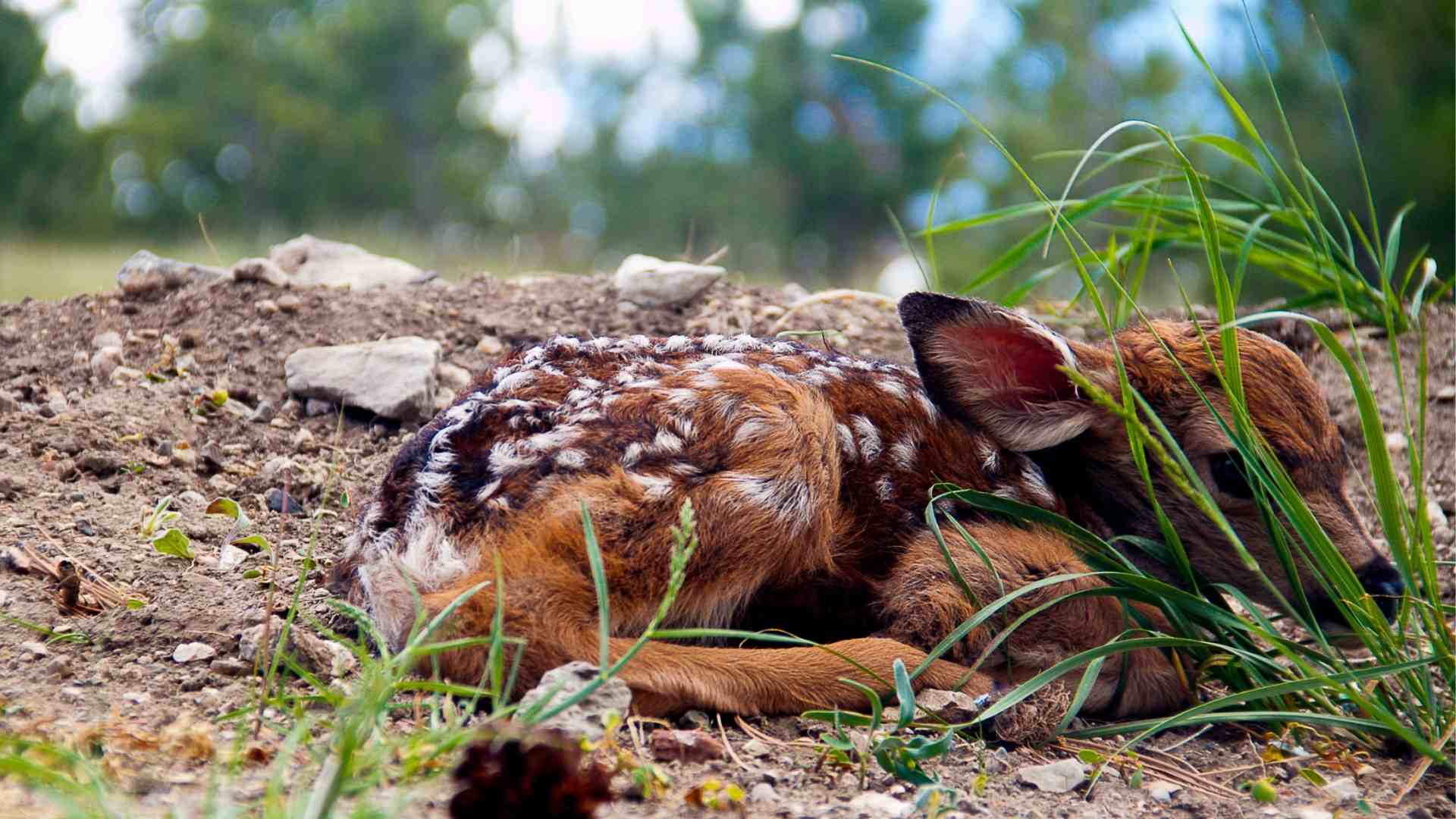 a fawn in the wild hiding