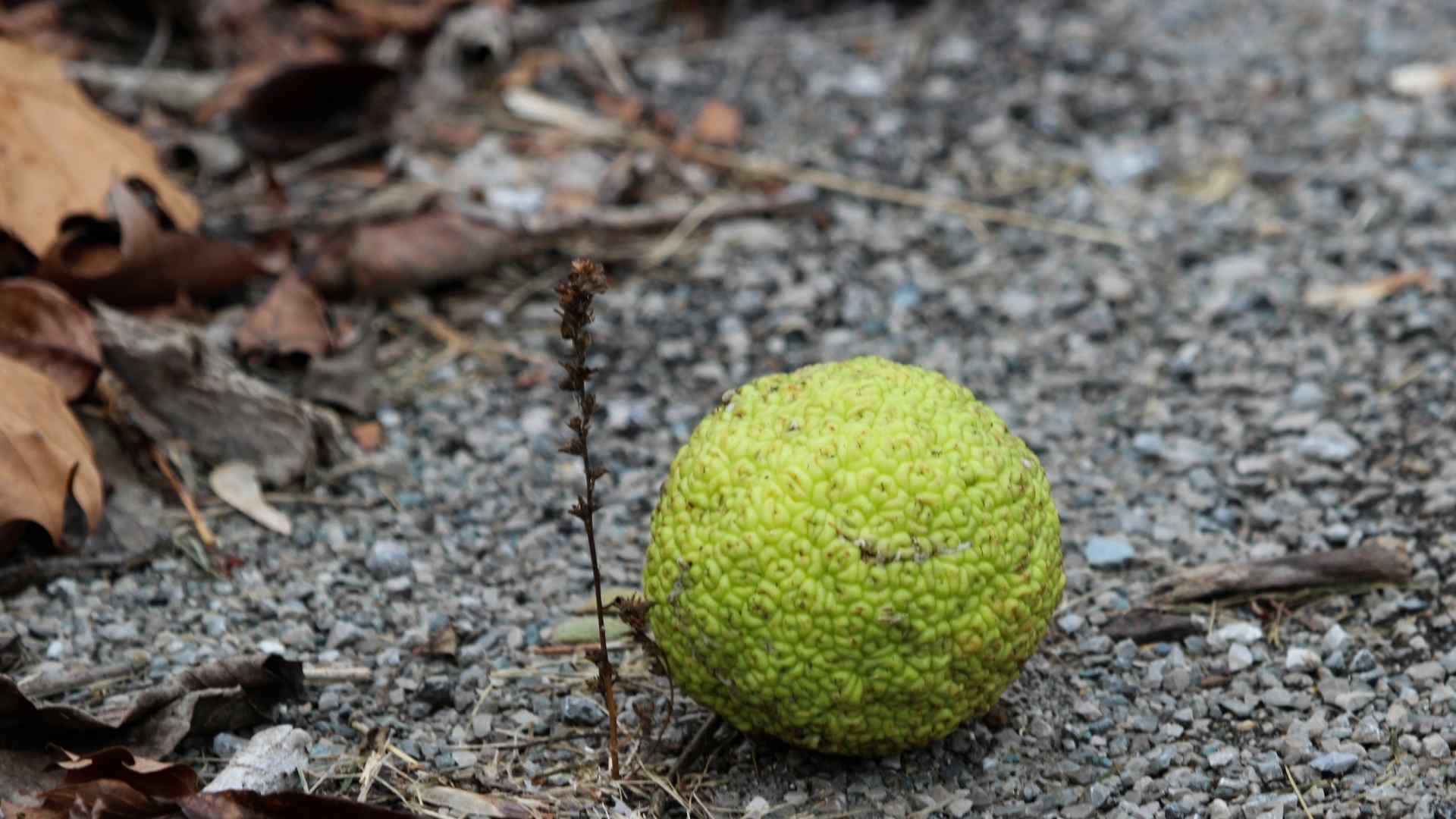 hedge apple in the wood