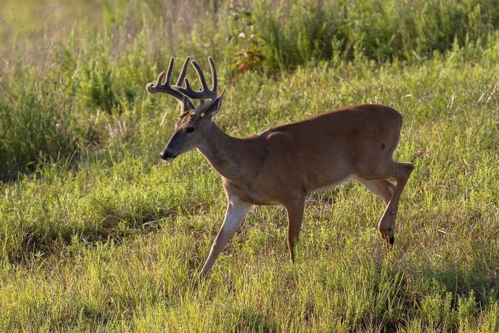 whitetail deer walking through grass