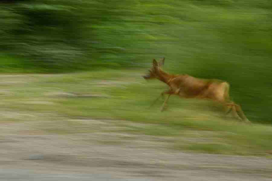 fast moving deer