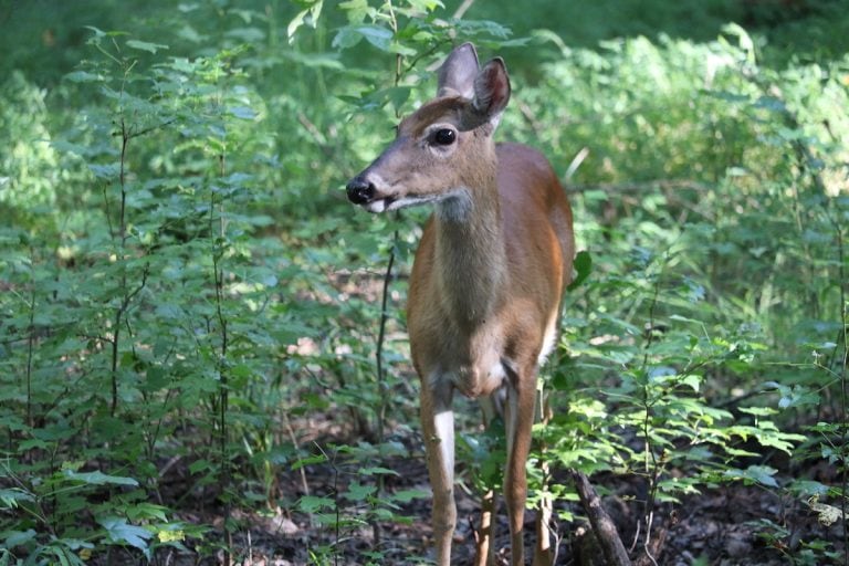Can Deer See Color? BowAddicted