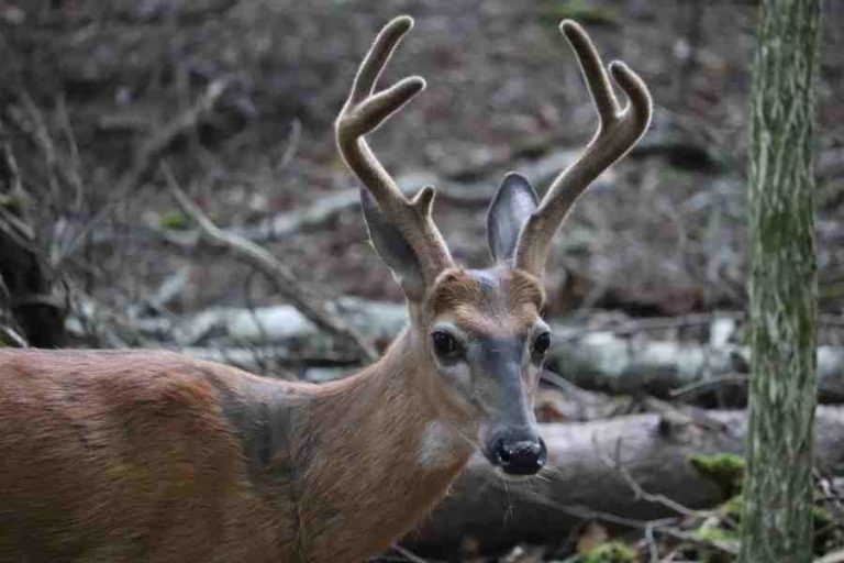 Where Do Deer Go During the Day? BowAddicted