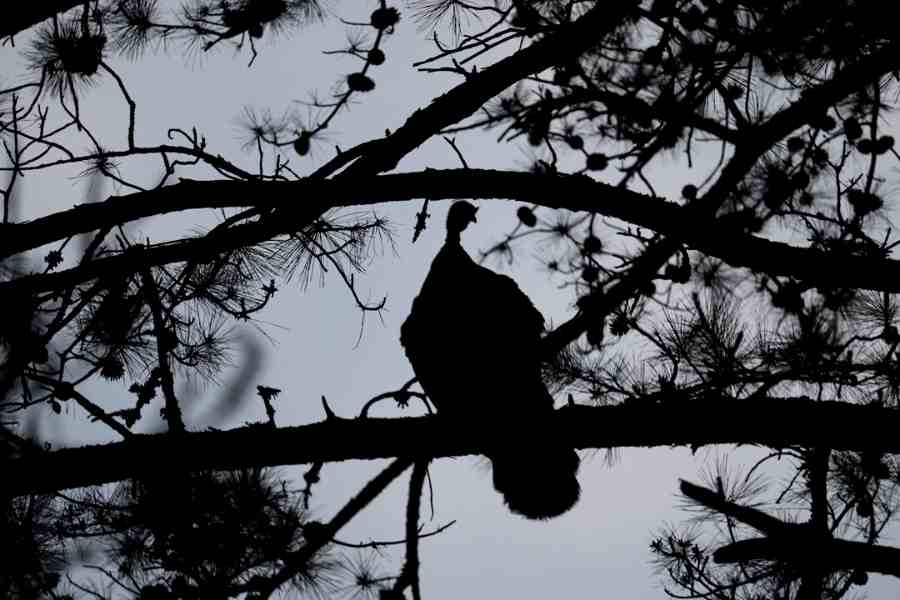 Turkey-roost-in-tree