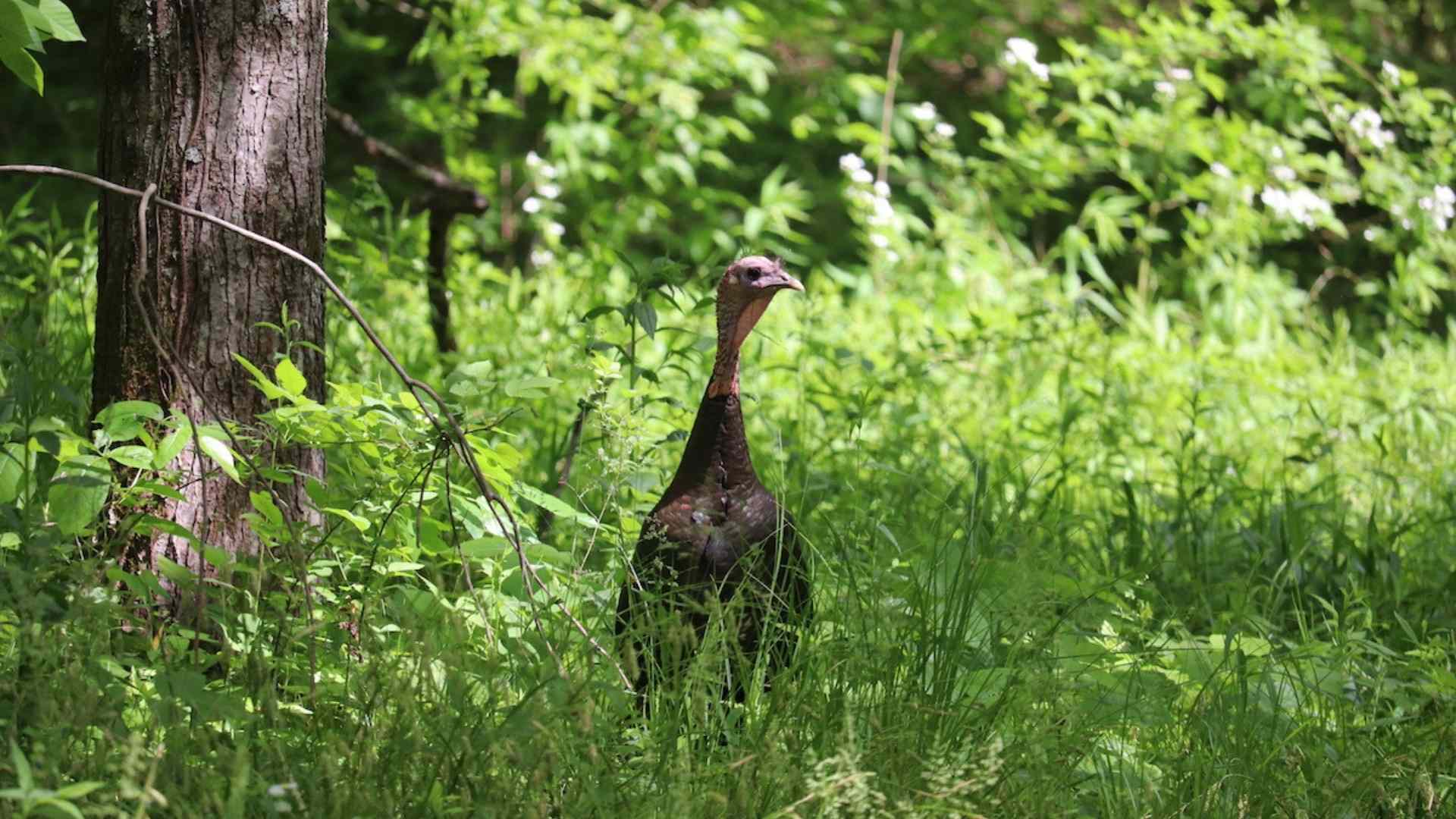 A Turkey in the meadow in the woods surrounded by greenery
