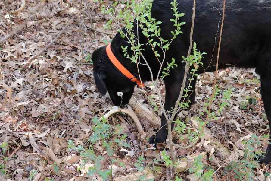 dog sniffing at shed antlers