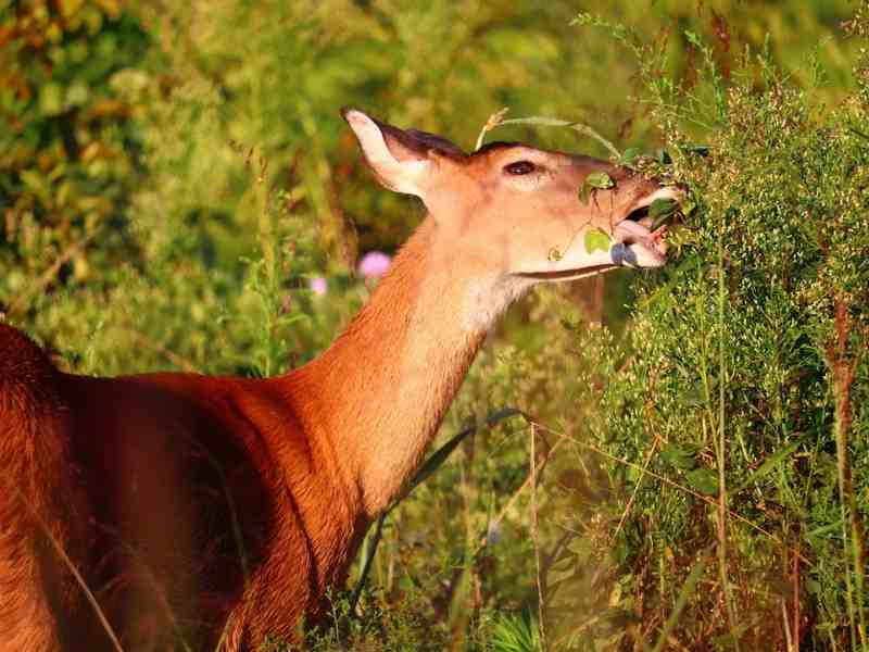 deer food plot 121