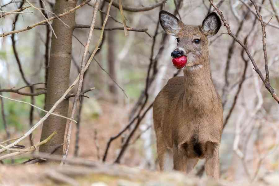 deer with an apple